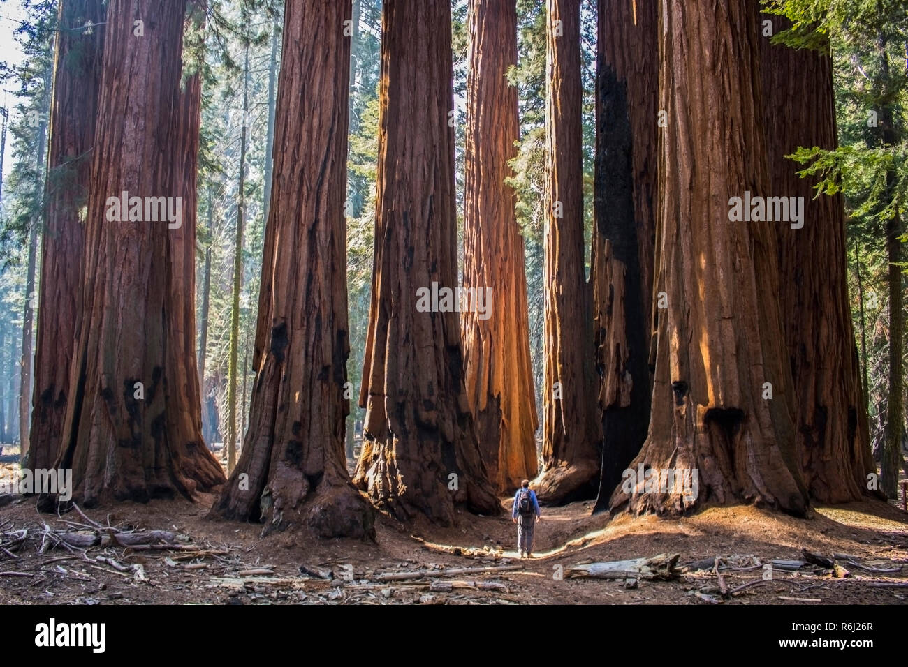 Uomo che guarda le torreggianti enorme boschetto di Sequoia gigante Redwood alberi nella catena montuosa della Sierra Nevada californiana foresta. Foto Stock
