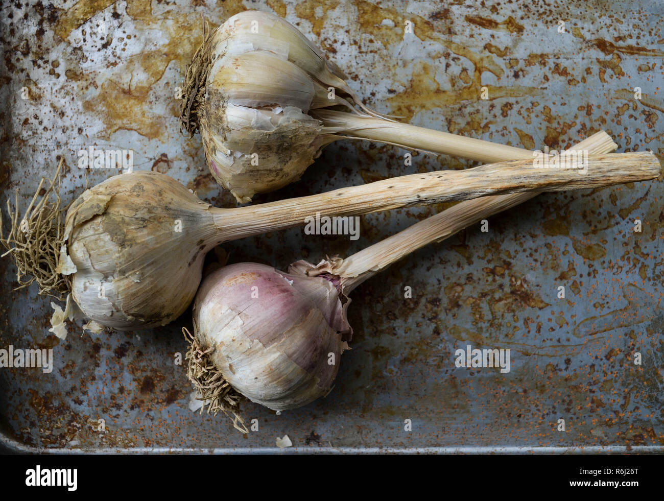 Tre hardneck bulbi di aglio con i piccioli, overhead shot (flat-lay) su un metallo spiovente sullo sfondo. Foto Stock