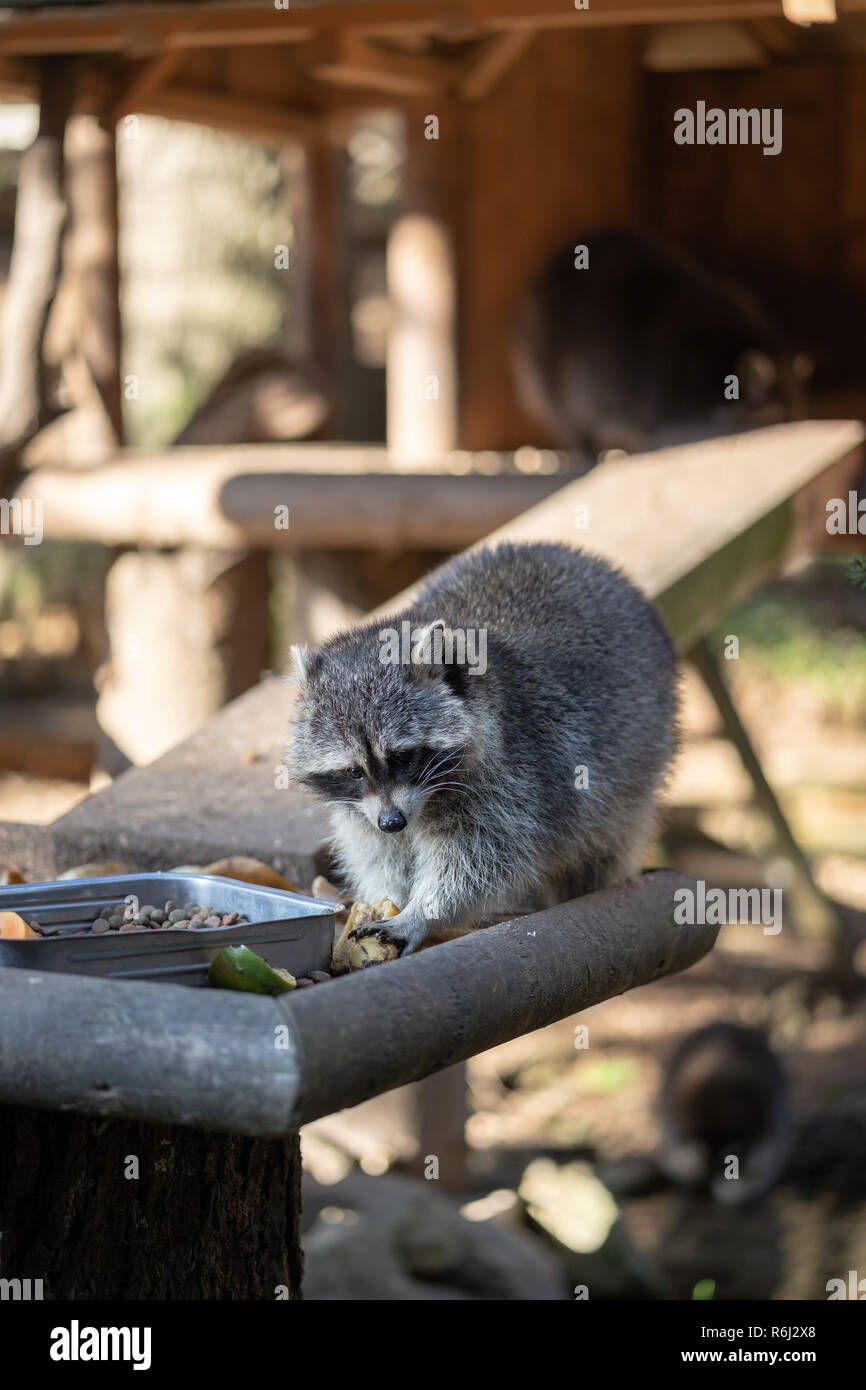 Mangiare Raccoon o Racoon Procione lotor , noto anche come il North American raccoon al momento dei pasti nel giardino zoologico. Foto Stock