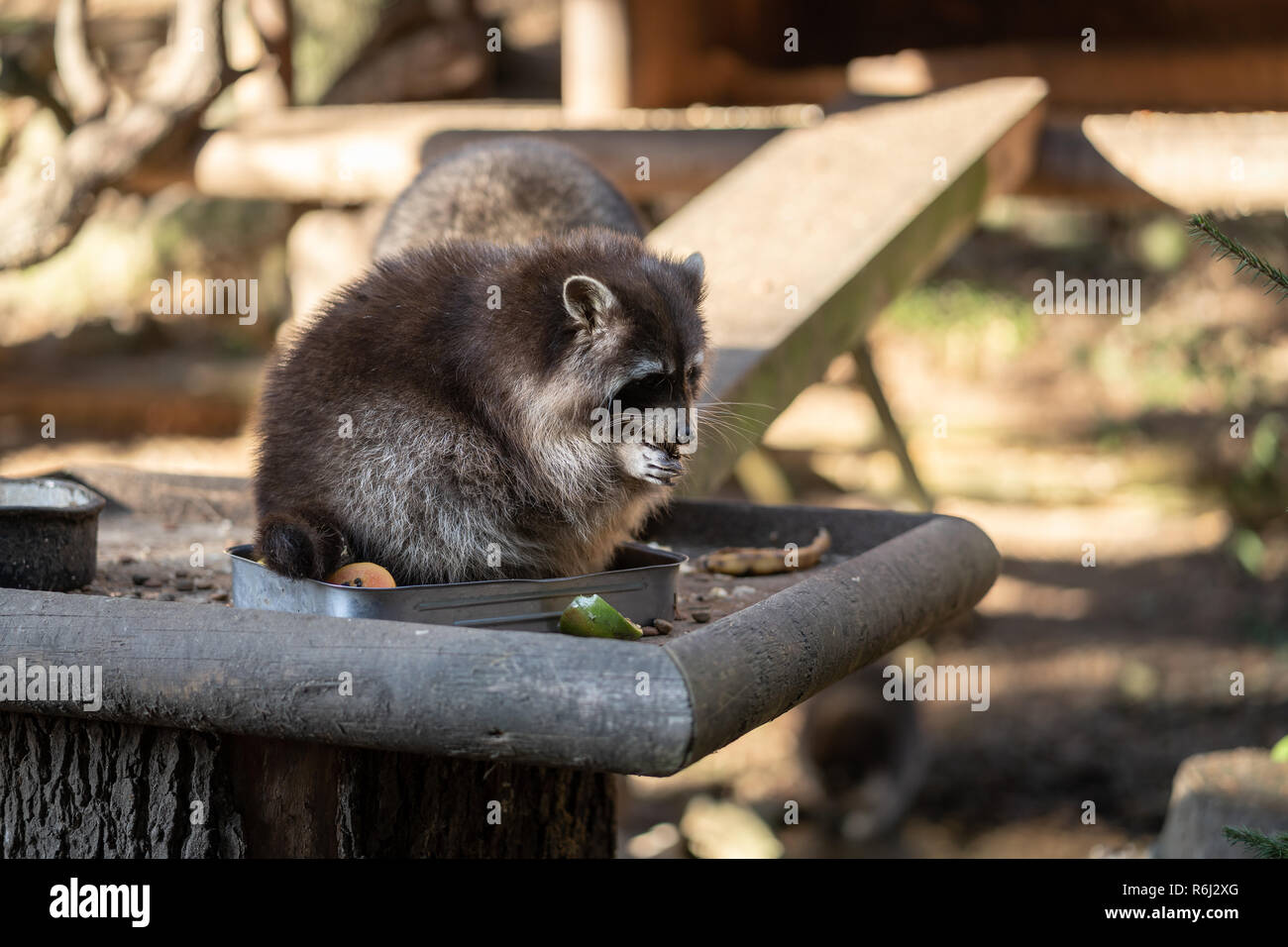 Mangiare Raccoon o Racoon Procione lotor , noto anche come il North American raccoon al momento dei pasti nel giardino zoologico. Foto Stock