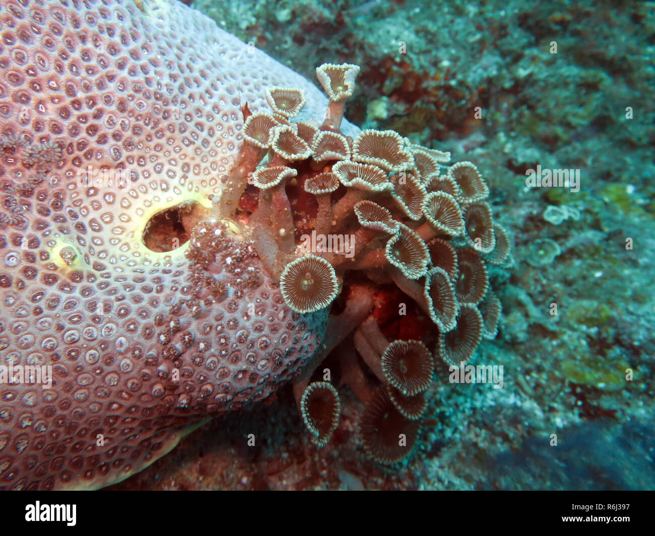 Grande anemone incrostato protopalythoa sp. Foto Stock