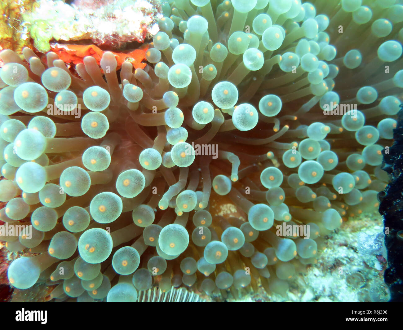 La vescica anemone entacmaea (sp). Foto Stock