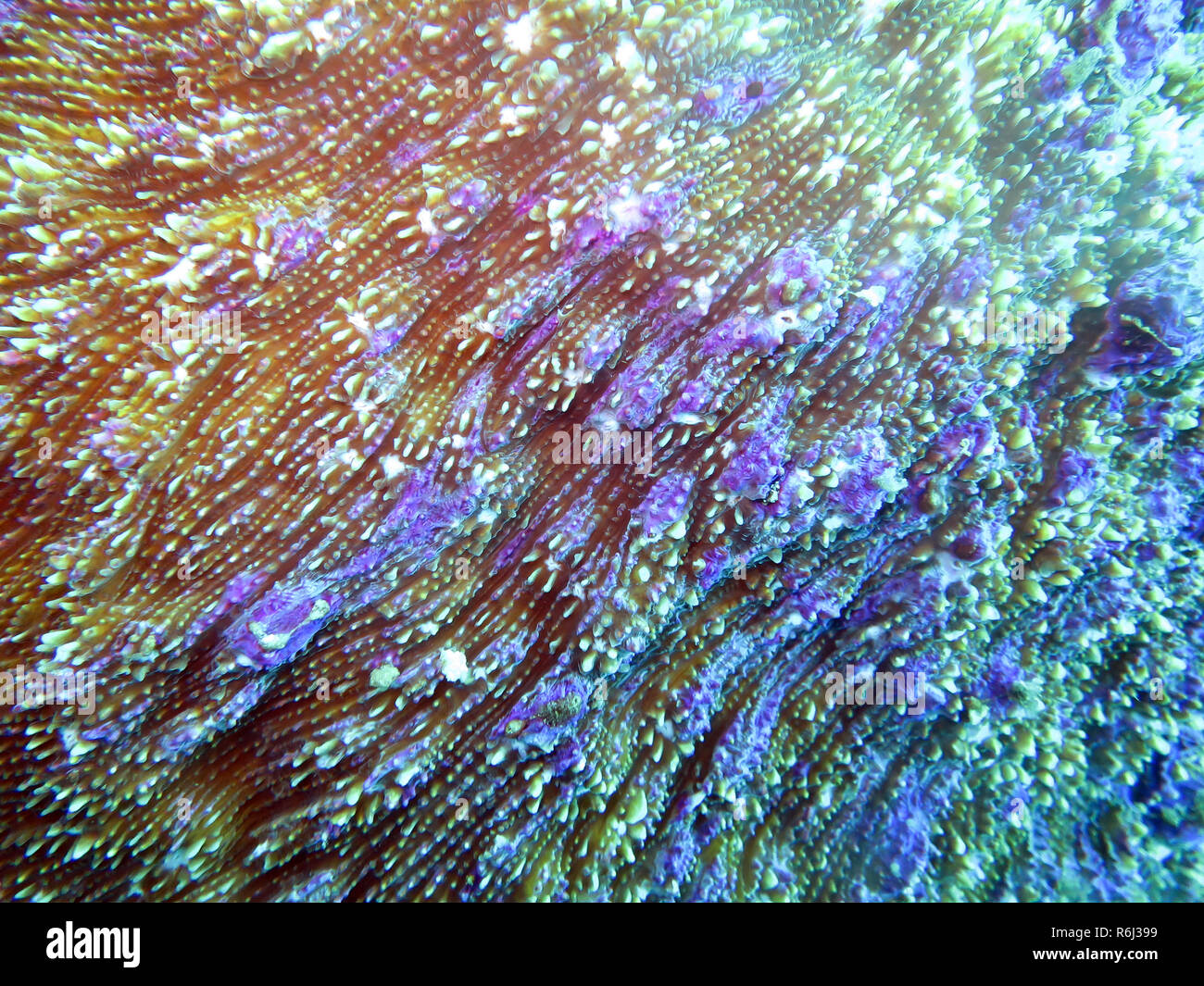 Close-up del grosspolypige corallo pietra halomitra pileus Foto Stock