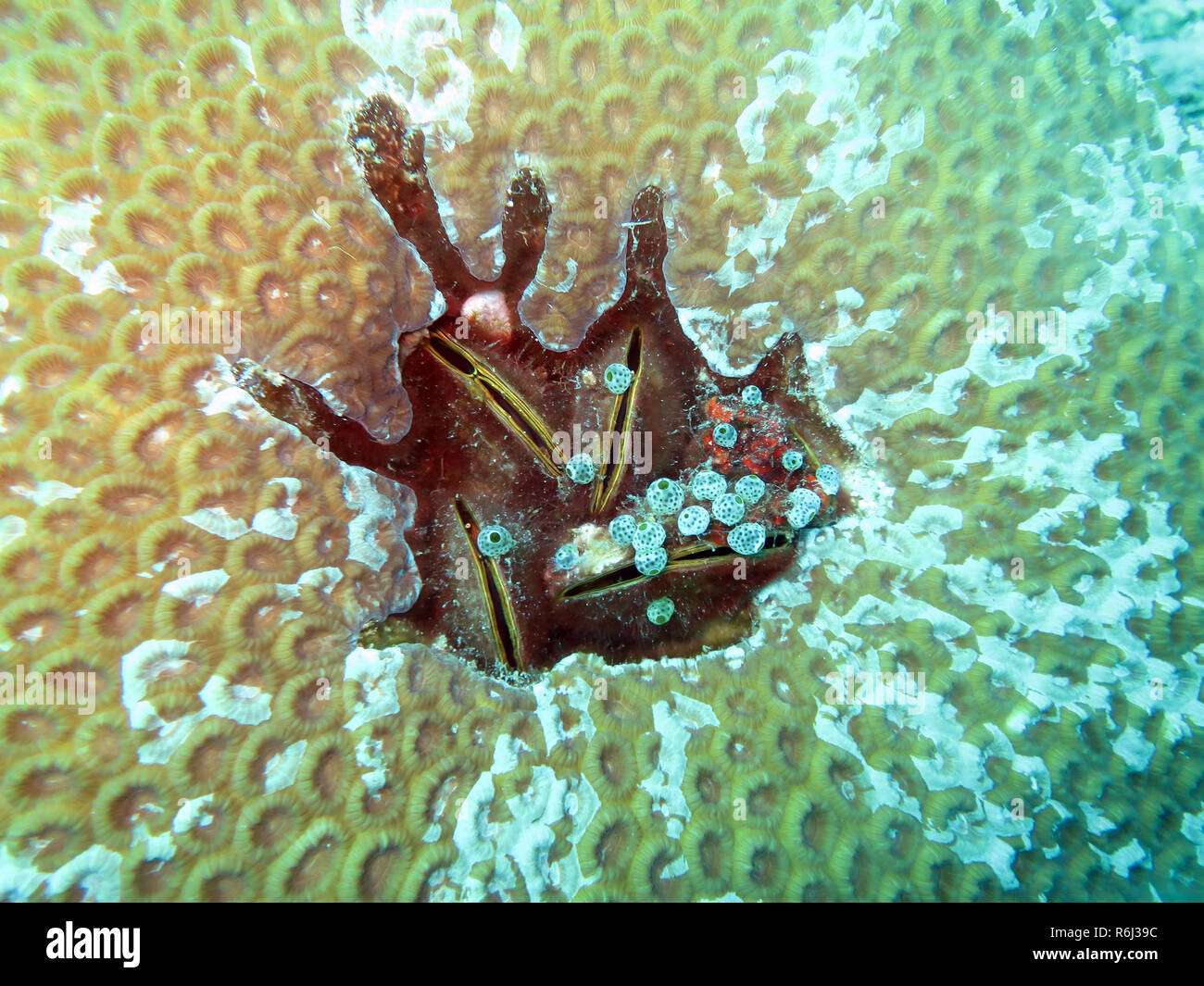 Philippine cozza (modiolus philippinarum),cresciuto in un corallo pietra Foto Stock