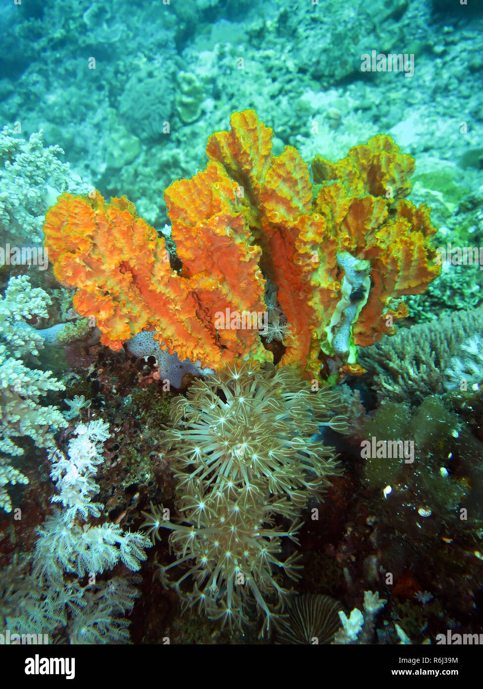 Derber reef - spugna stylissa carteri e pompa coral (xeniidae) Foto Stock