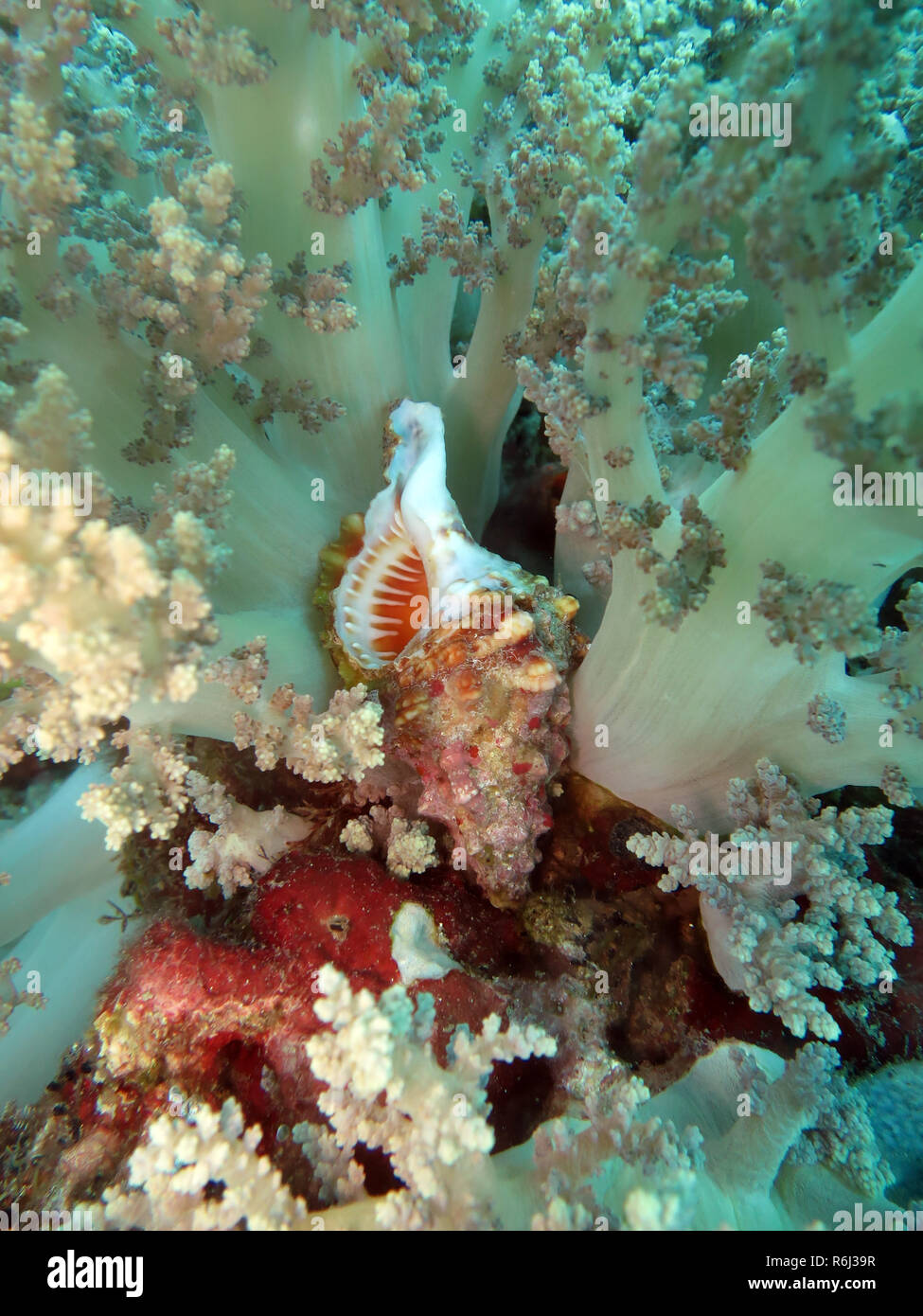 Guscio di lumaca tra sycamore soft coral lemnalia sp. Foto Stock