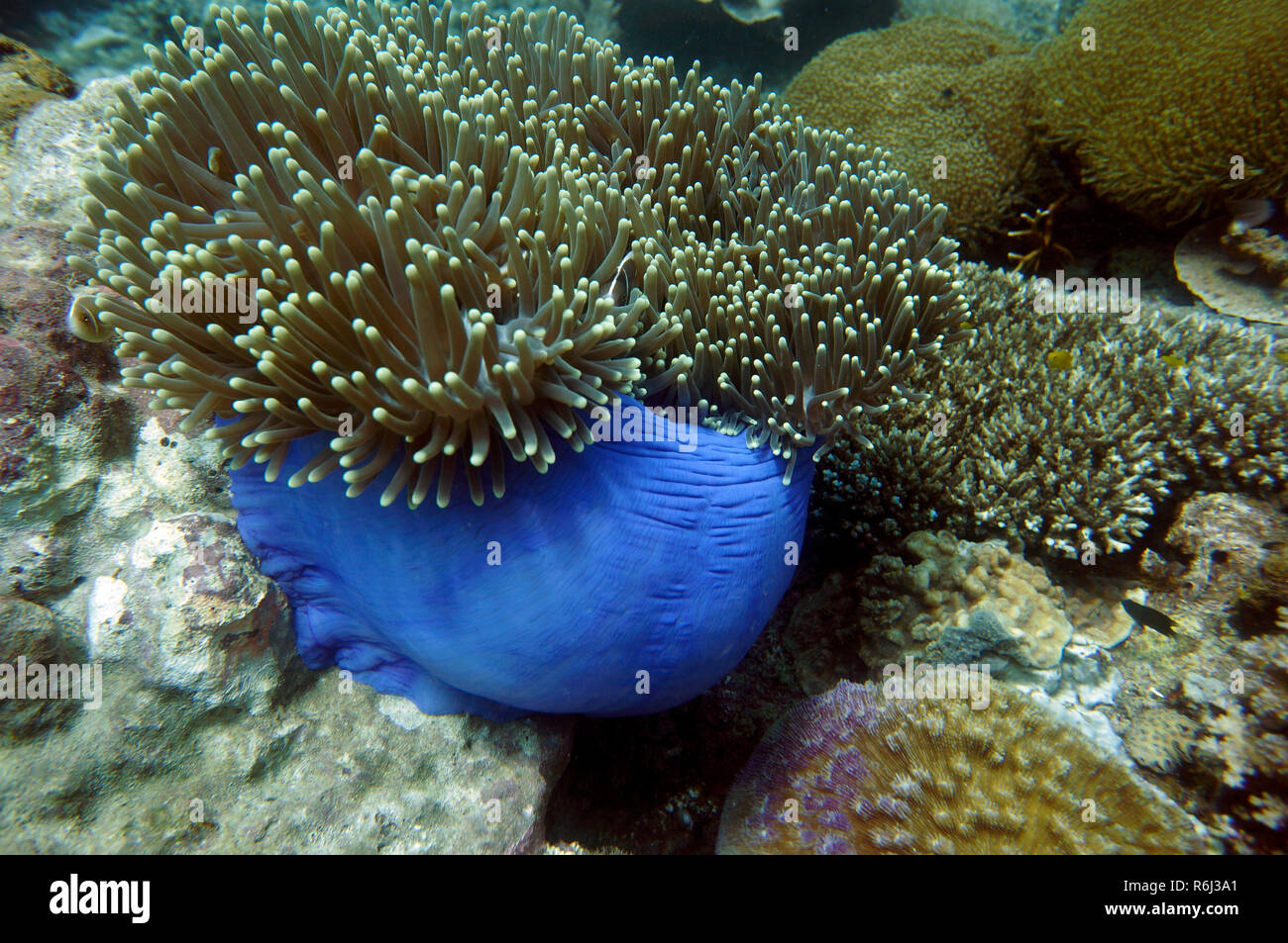 Prachtanemone,Maurizio anemone heteractis magnifica Foto Stock