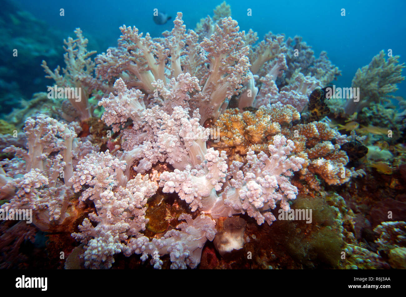 Tree soft coral lemnalia sp. Foto Stock