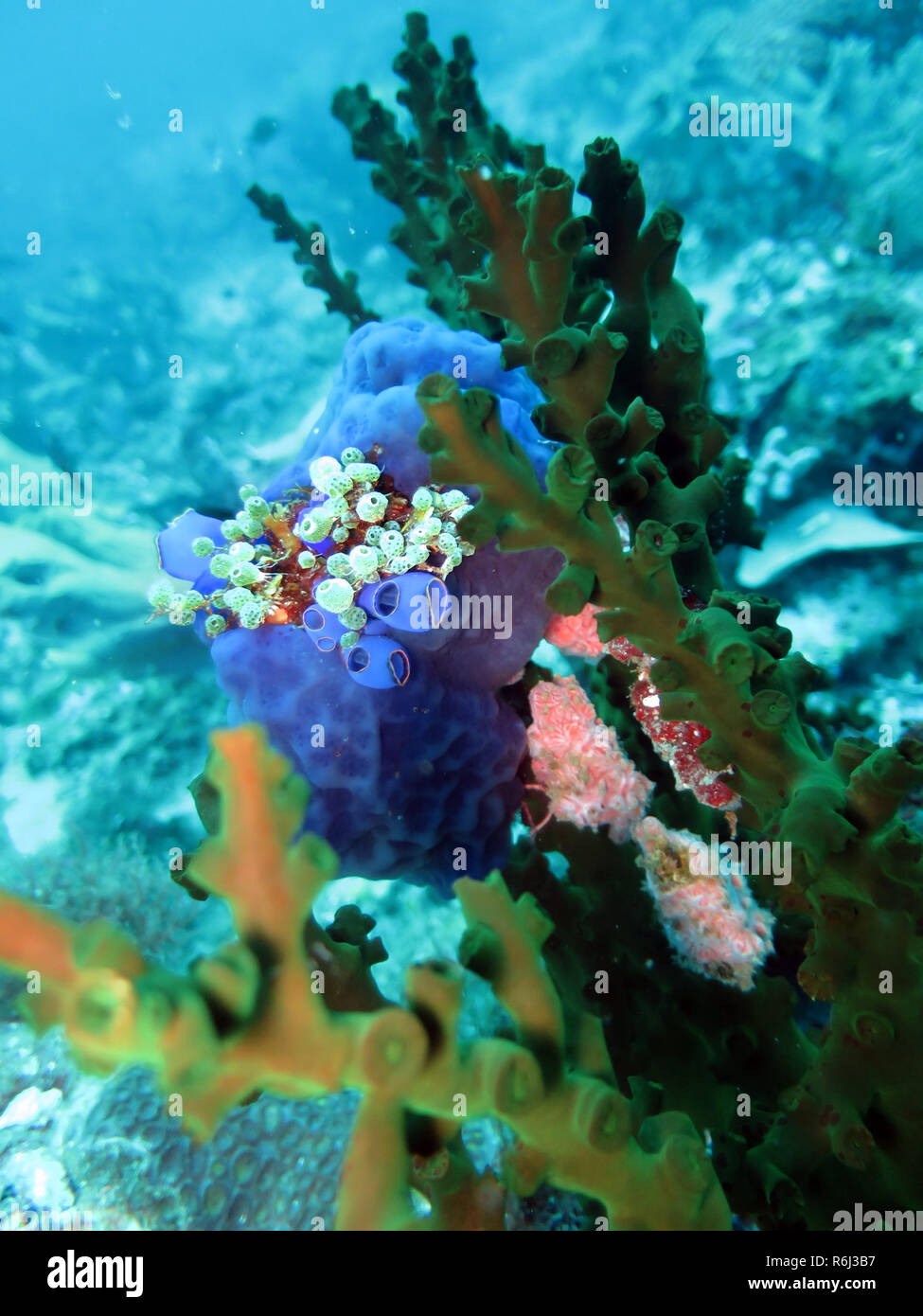 Mare azzurro cenere (clavelina coerulea),reef mare cenere (Atriolum robustum) e nero (castagno tubastraea diaphana Foto Stock