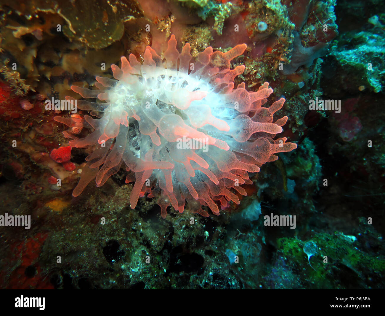 La vescica anemone entacmaea quadricolor Foto Stock