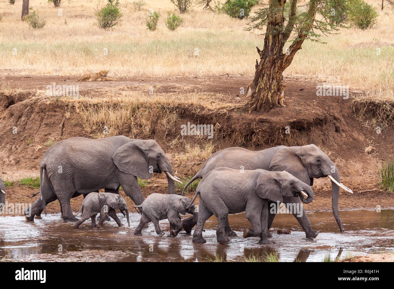 Gli elefanti a piedi da mentre i leoni di nascondersi dietro un albero Foto Stock