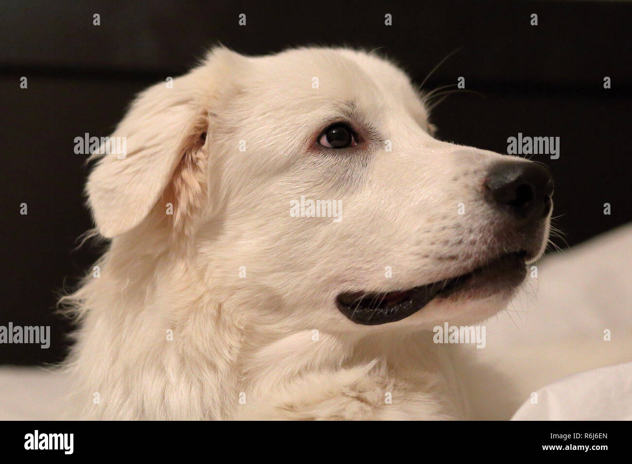 Primo piano della mia grande Pirenei mix cucciolo. Foto Stock