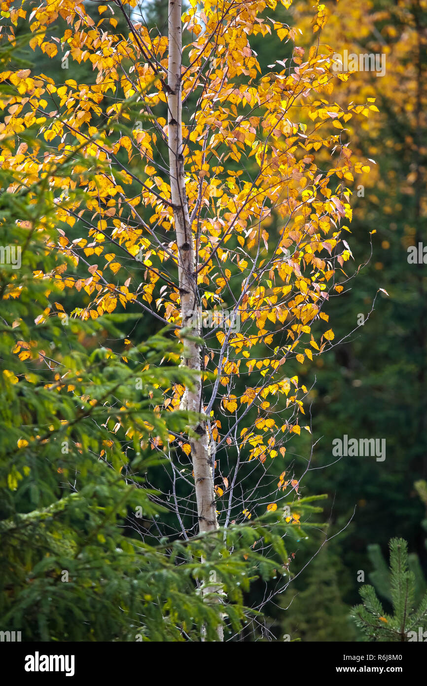 La Betulla con foglie di giallo tra il verde degli abeti. Autunno dorato betulla. Di colore dorato in betulla abete verde foresta di alberi. Autunno in Lettonia. Autunno Foto Stock