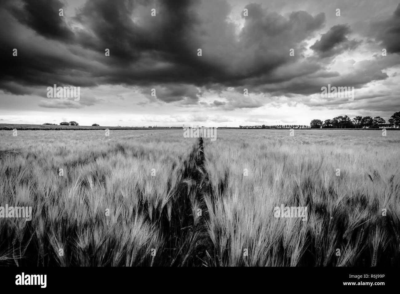 Sfondo di nuvole scure prima di un temporale e bellissimo campo giallo fioritura giovani giallo del grano Foto Stock