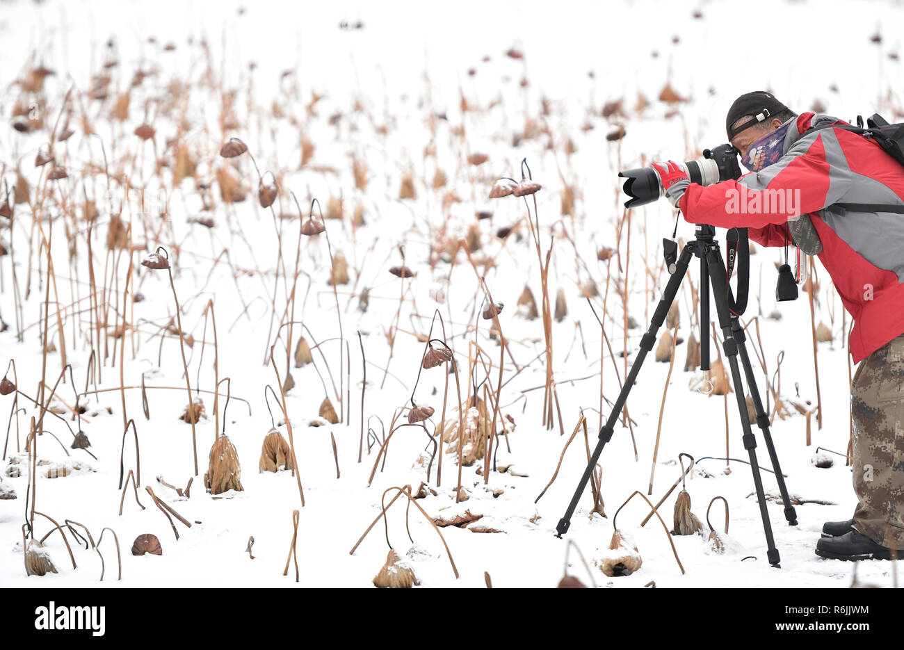 Shenyang, cinese della provincia di Liaoning. 6 dicembre, 2018. Un shutterbug prende le immagini della appassiti lotus dopo la nevicata a Zhao Mausoleo di Shenyang, capitale del nord-est della Cina di Provincia di Liaoning, 6 dicembre 2018. Un fronte freddo portato nevicata a parti della provincia di Liaoning giovedì mattina. Credito: Yao Jianfeng/Xinhua/Alamy Live News Foto Stock