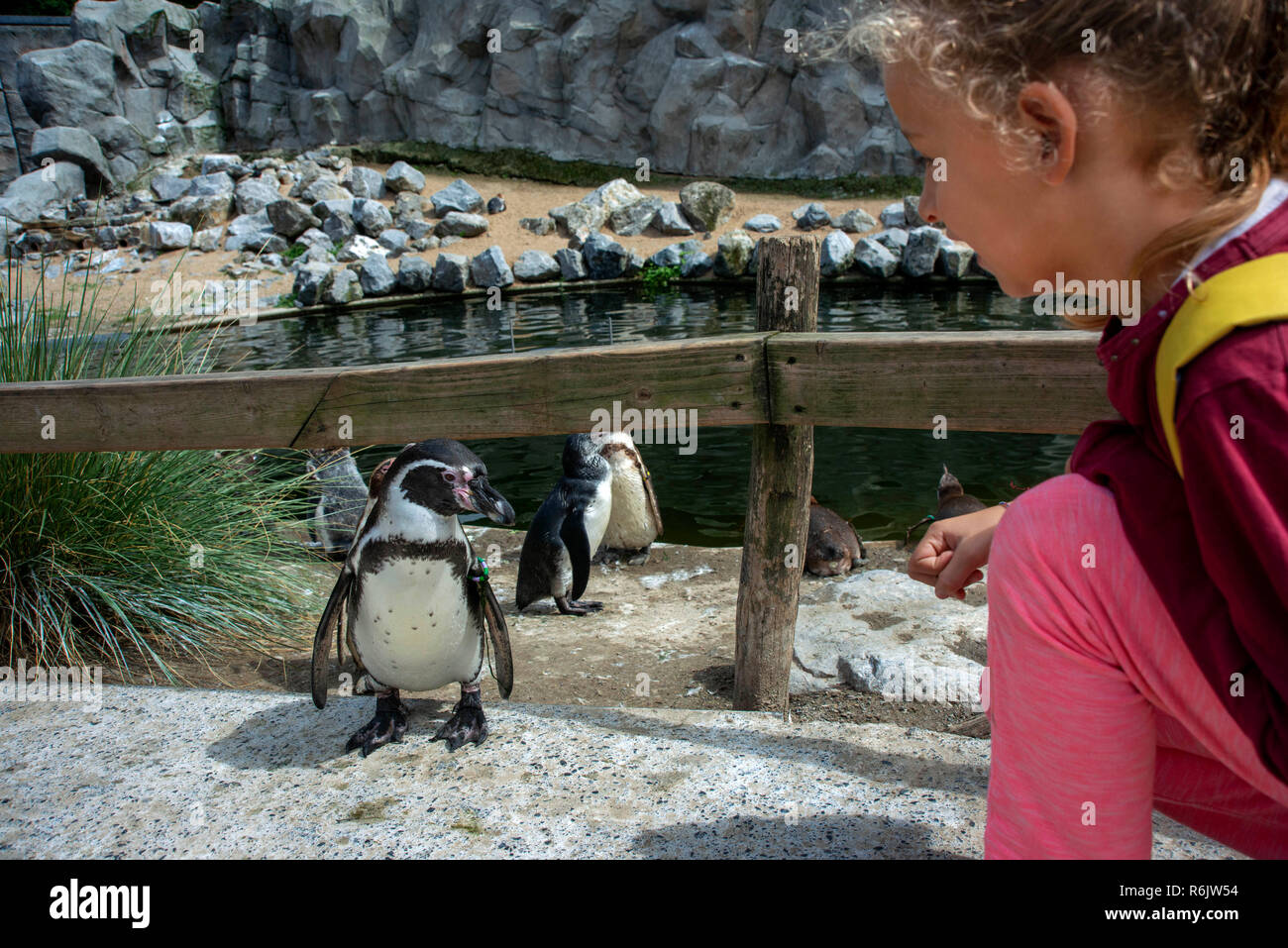 Ragazza che gioca con i pinguini in Lo Zoo Planckendael, Mechelen Belgio Foto Stock