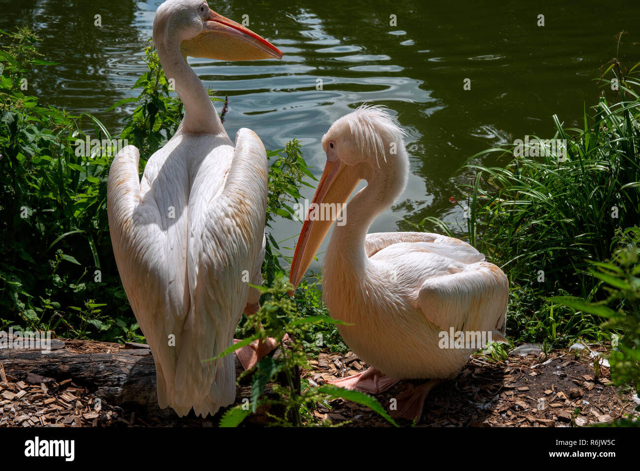 Pellicani lungo stagno in Lo Zoo Planckendael, Mechelen Belgio Foto Stock