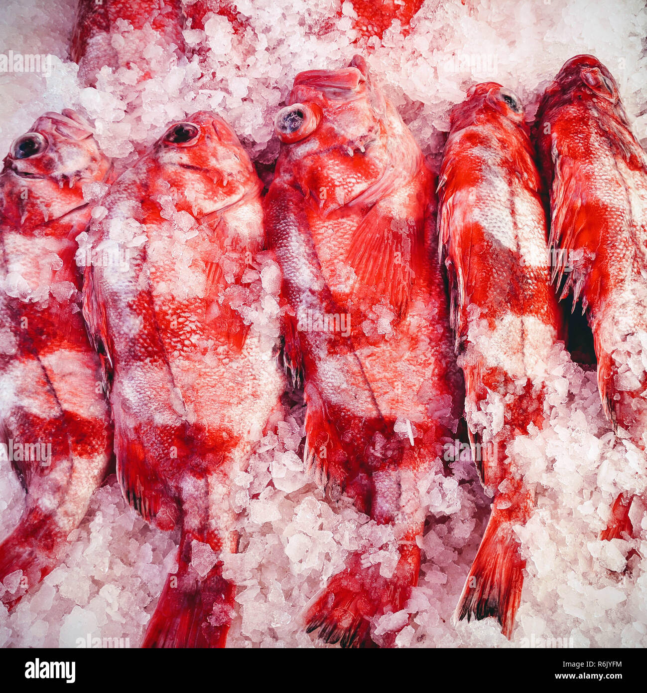 Redbanded pesce (Sebastes babcocki) su ghiaccio per la vendita su una barca presso il Fisherman's docks in Steveston, Richmond, British Columbia Foto Stock