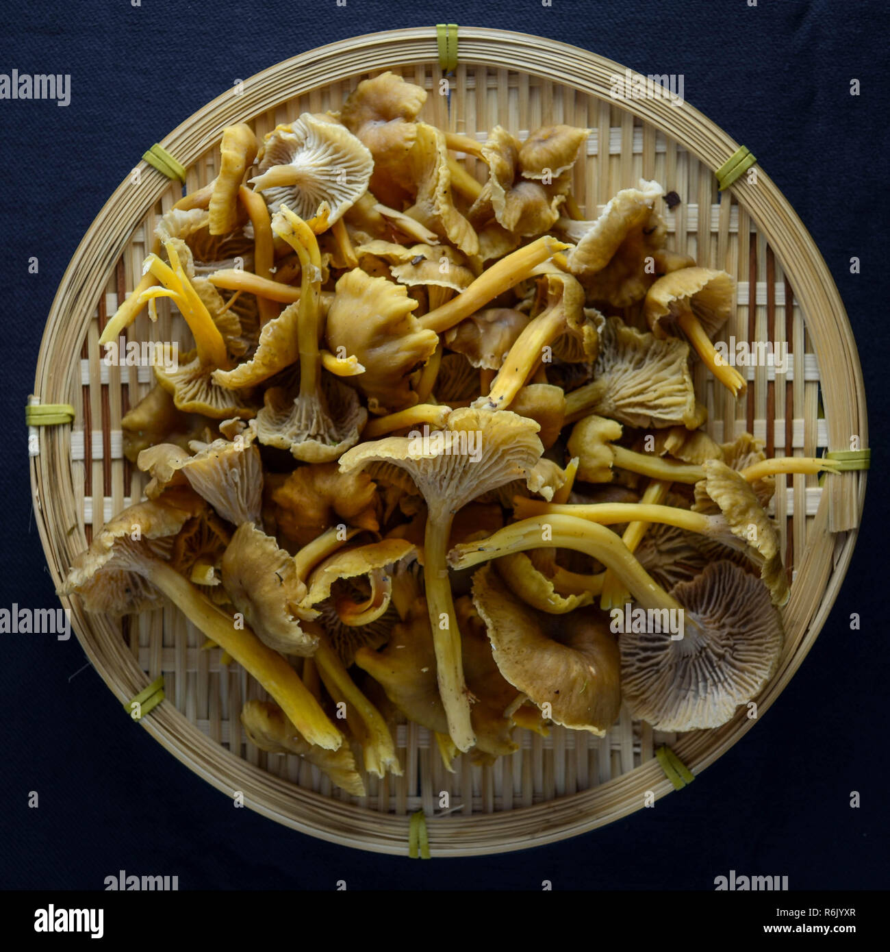 In inverno i finferli o yellowfoot funghi, qui mostrato in un piatto il sovraccarico laici shot. Foto Stock