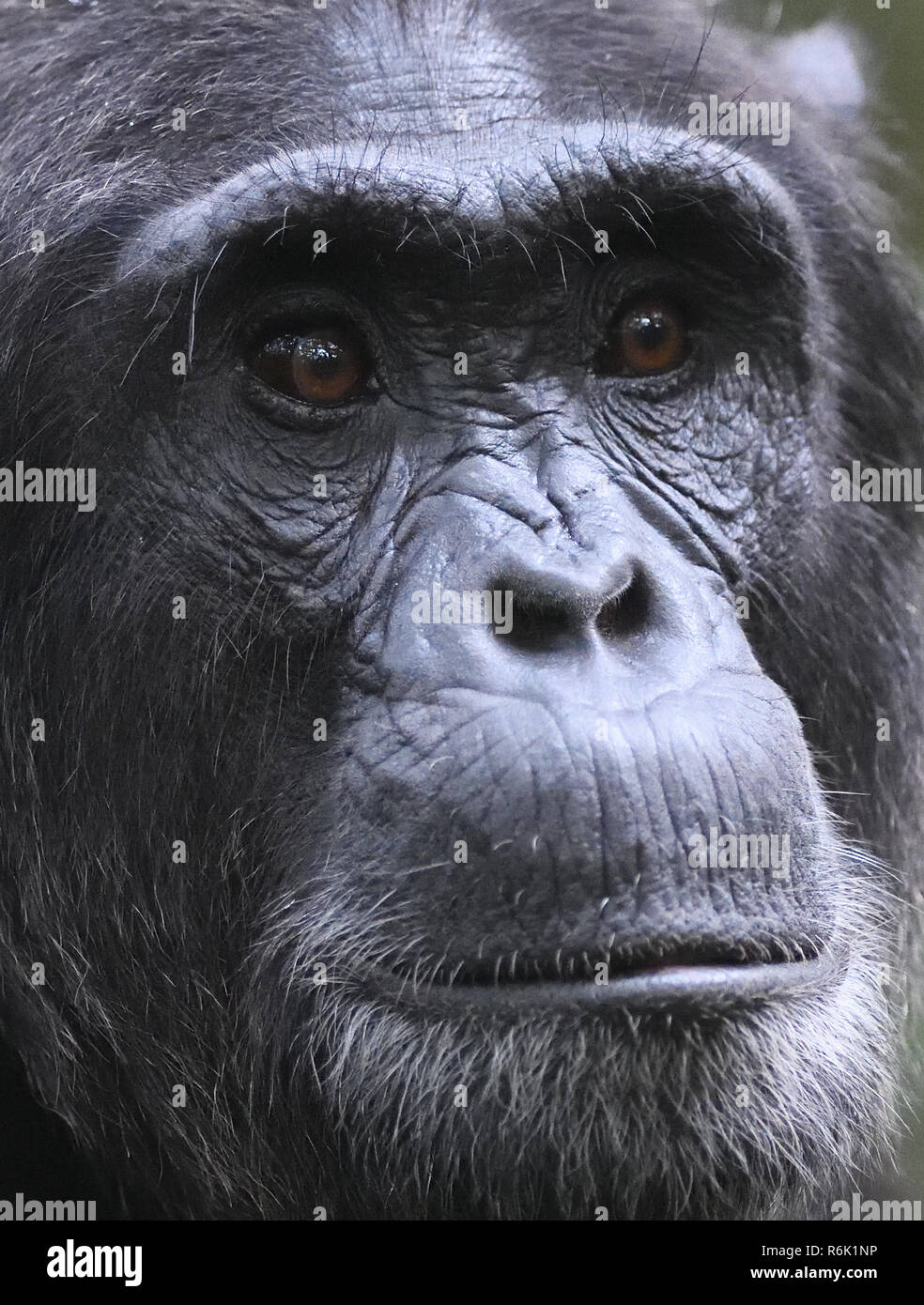 Ritratto di un maschio sdult Scimpanzé comune (Pan troglodytes). Foresta di Kibale National Park, Uganda. Foto Stock