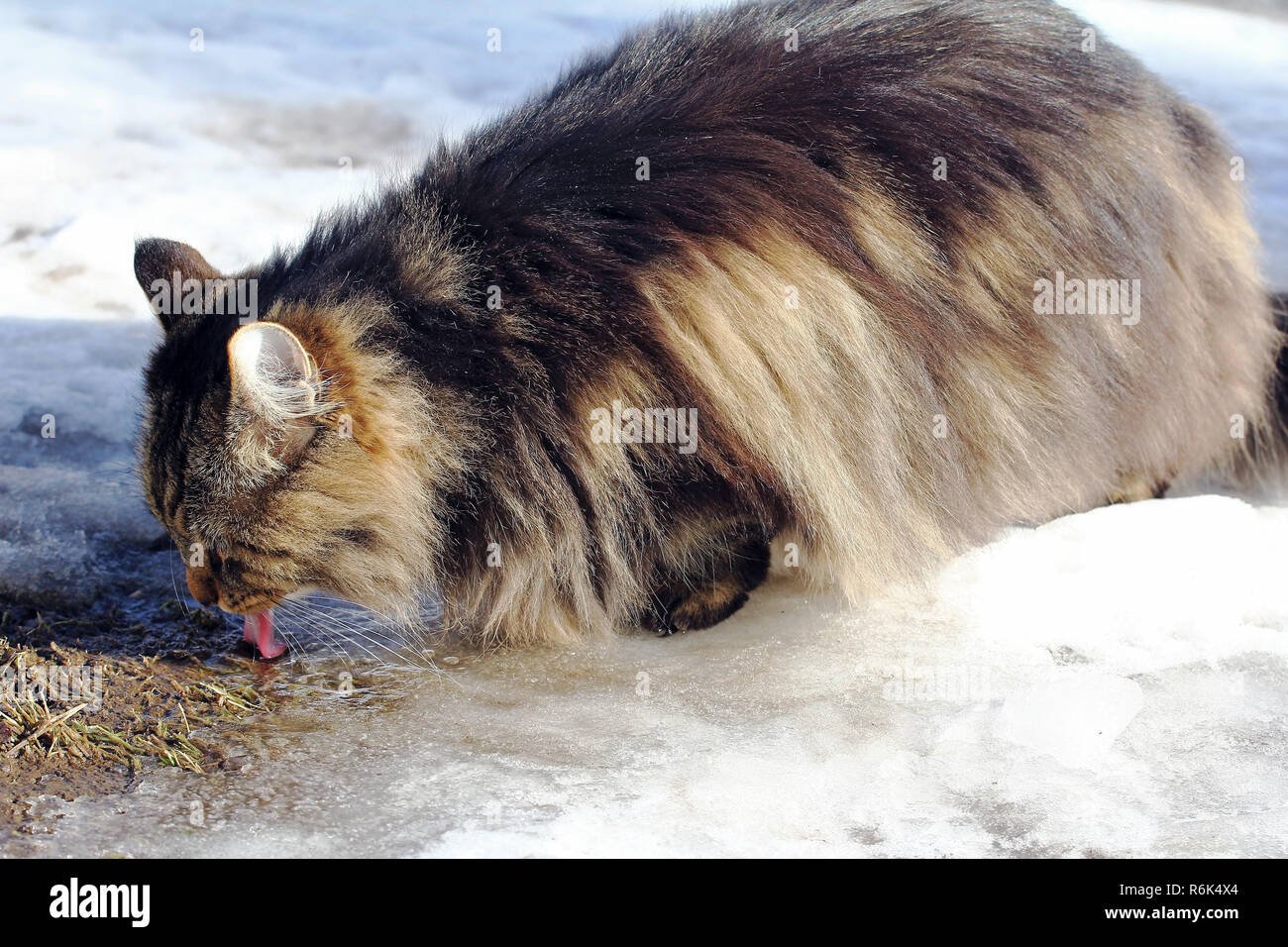 Un norvegese delle foreste le bevande in inverno da una pozzanghera. un gatto beve acqua neve Foto Stock