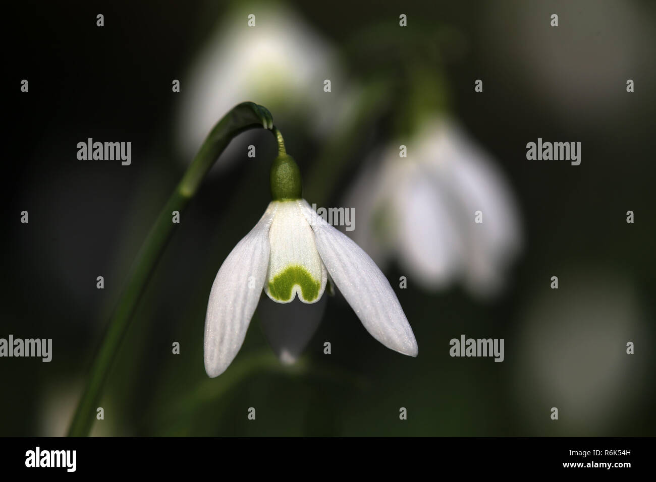 Macro shot della snowdrop Galanthus nivalis Foto Stock