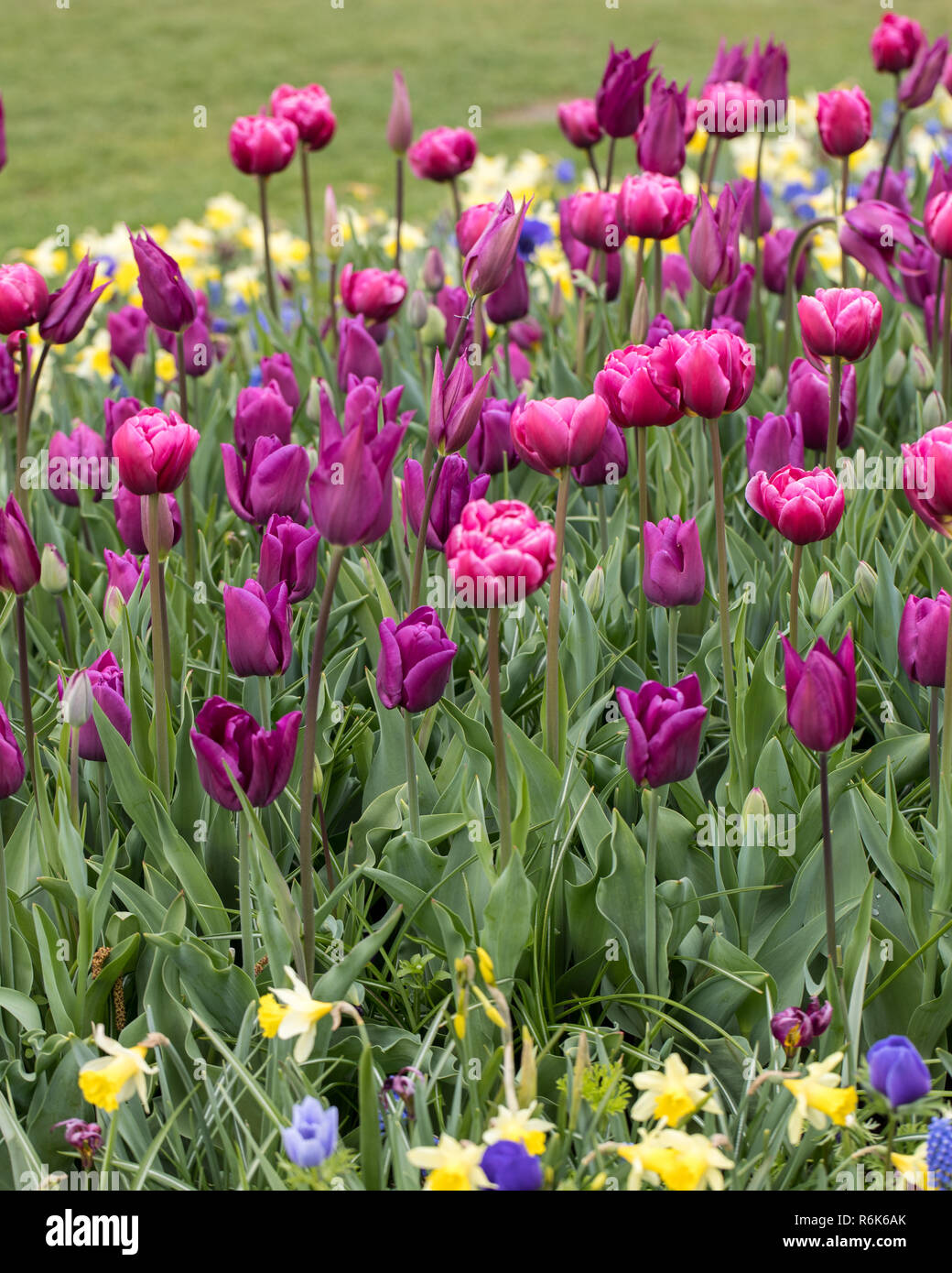 Tulipani viola fioriture dei fiori in un giardino Foto Stock