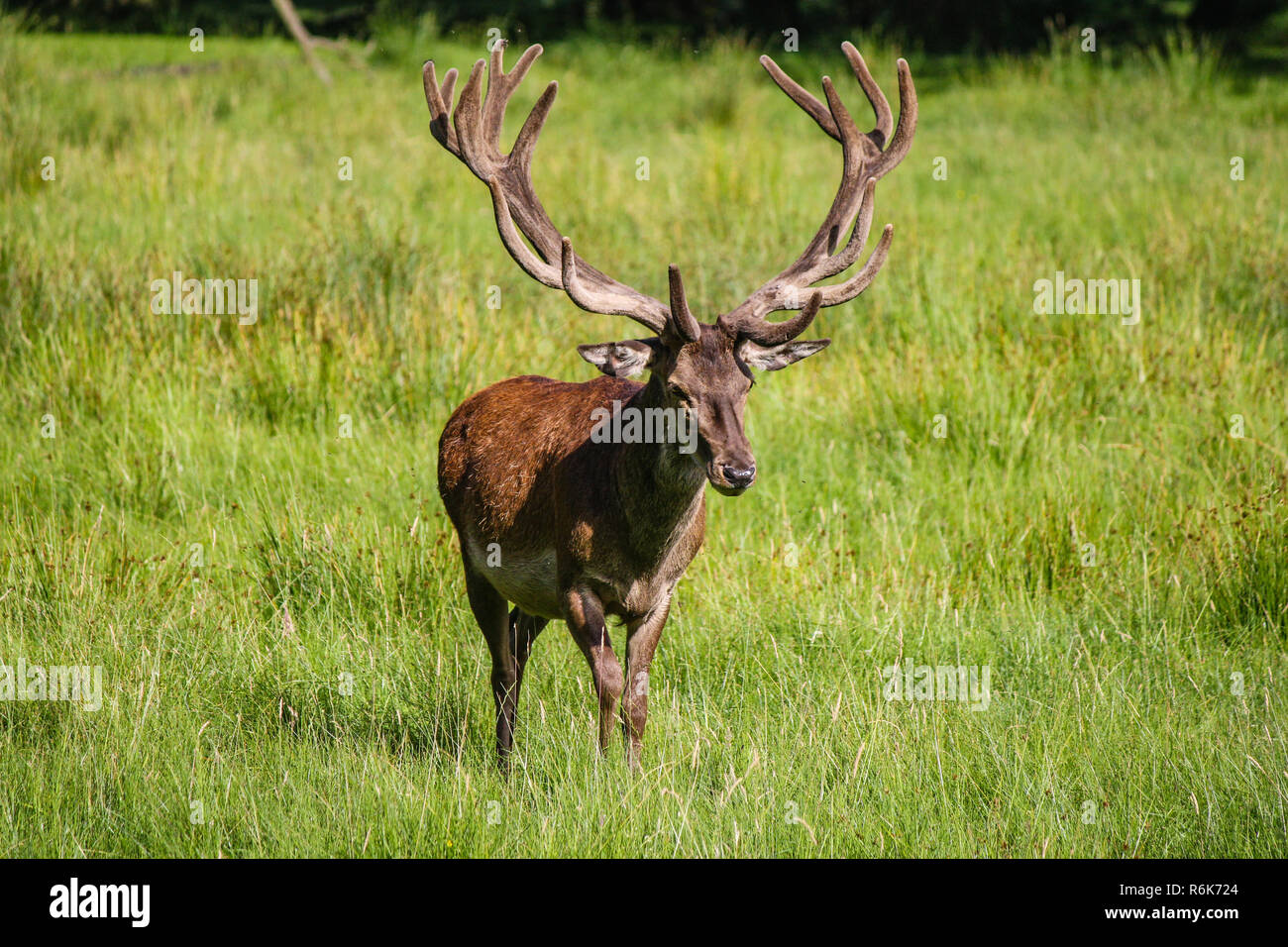 Red Deer sul prato Foto Stock