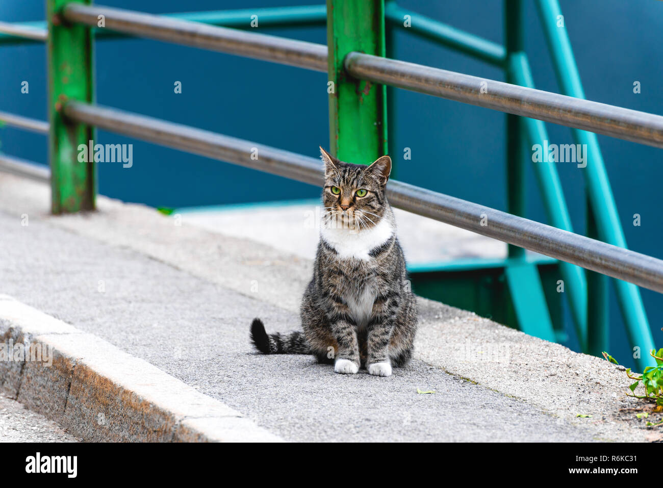 Grave cat seduta sul marciapiede vicino al fiume Foto Stock