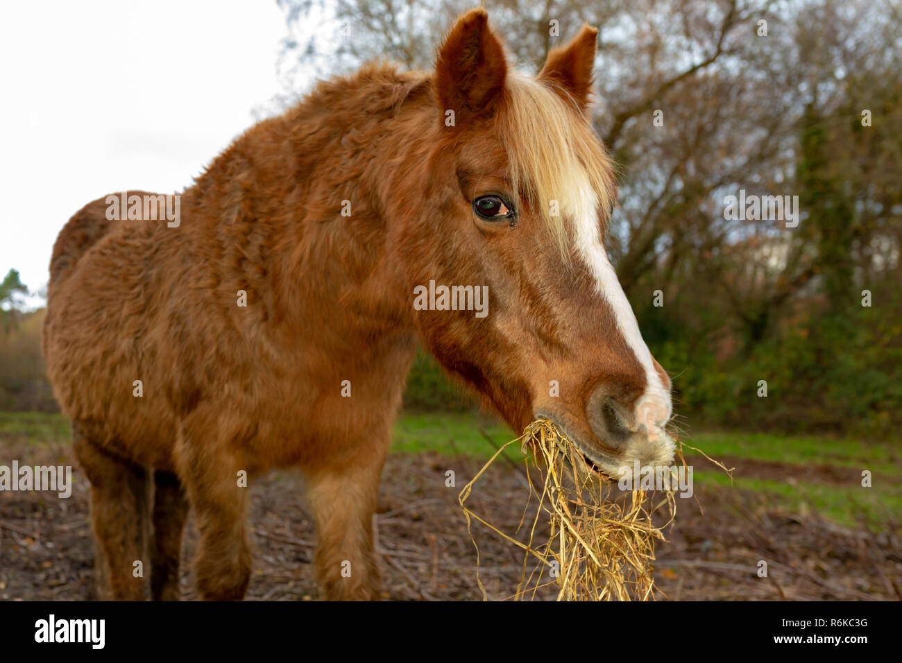 Colore ritratto animale di un marrone ritagliata pony mangiare con paglia pendono dalla bocca. Foto Stock