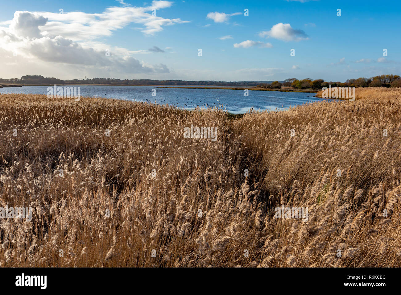Fotografia paesaggio guardando sopra un mare di canne comuni e sulla baia di Lytchett in una giornata di sole. Foto Stock