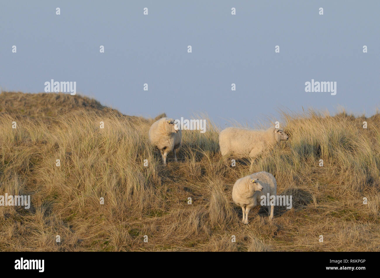 Psamma arenaria Foto Stock