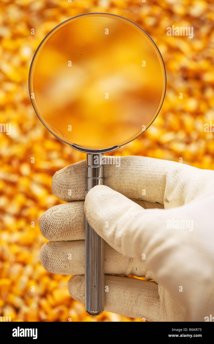 Scienziato di esaminare la qualità del raccolto di sementi di mais di kernel, stretta di mano che tiene la lente di ingrandimento Foto Stock