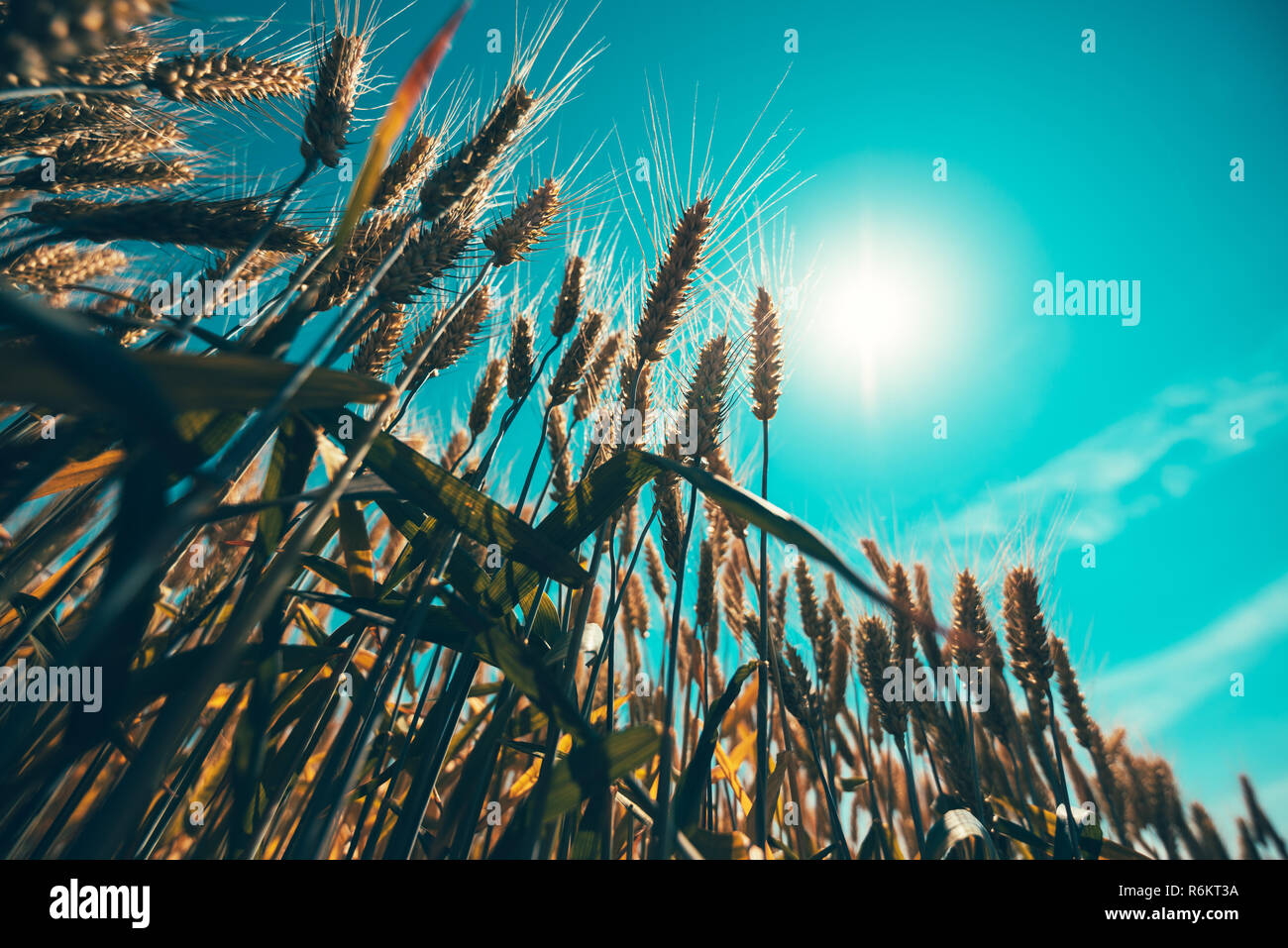 Paglia di grano è salita al sole e crescente in alto, il fuoco selettivo Foto Stock