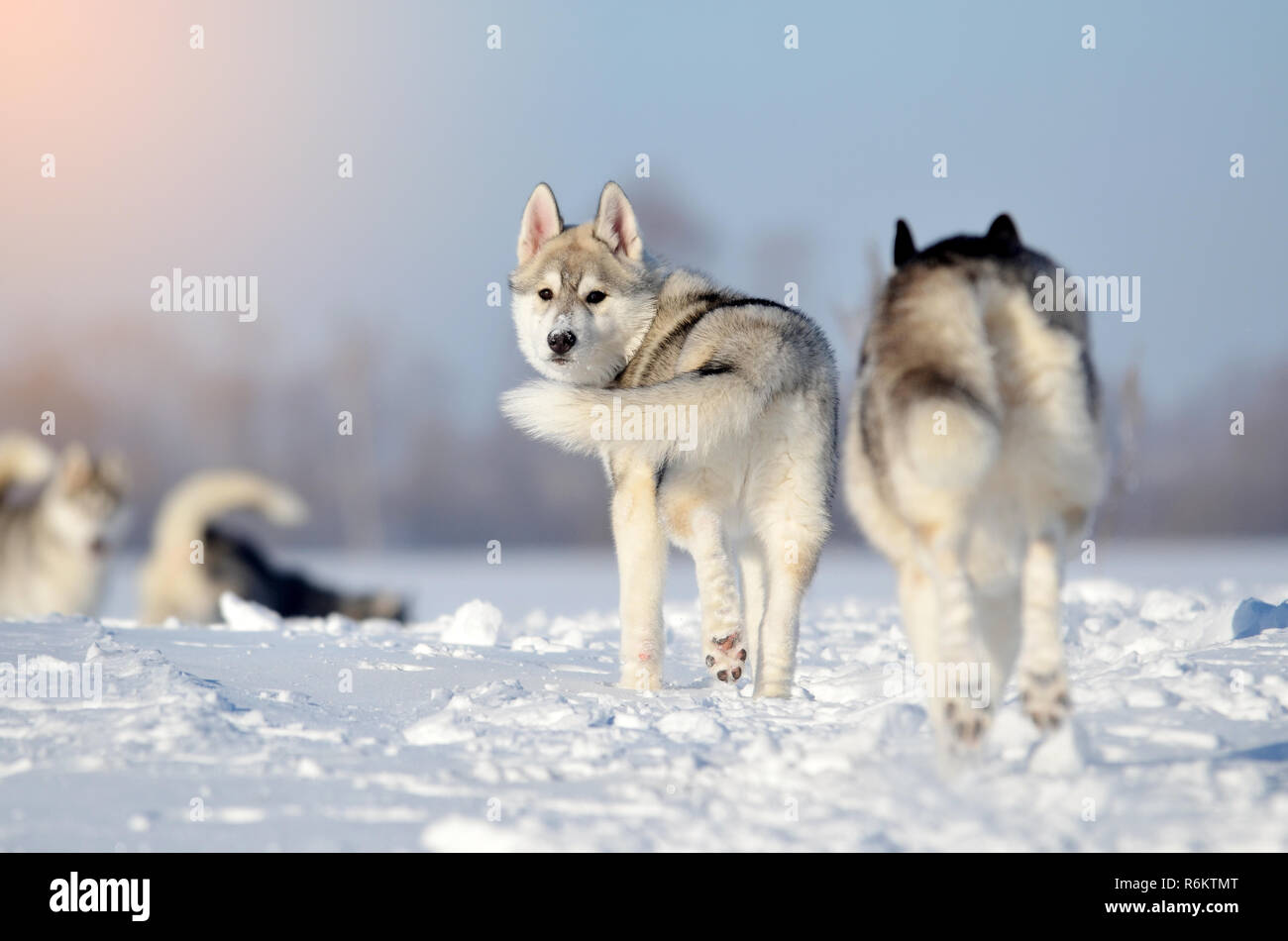 Cani pack quattro siberian husky hawing divertimento nella neve cucciolo grigio e bianco in inverno prato Foto Stock