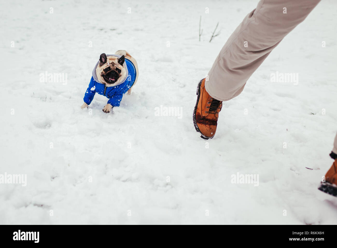 Pug dog nel cappotto invernale giocando con il suo maestro. Puppy in esecuzione sulla neve Foto Stock