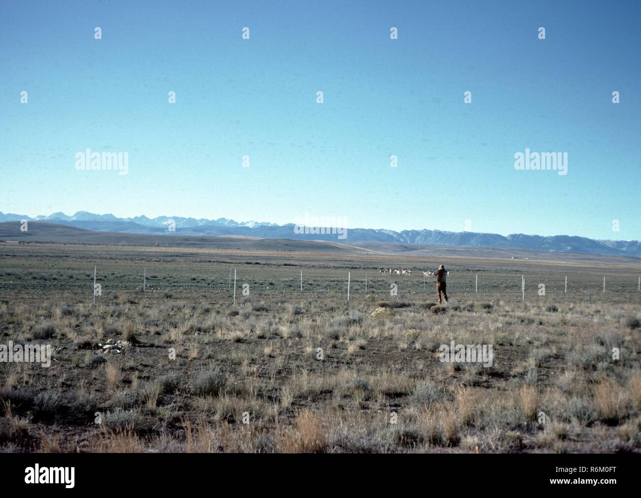 I marcatori di grave al Little Bighorn Battlefield National Monument in Montana, 1965. () Foto Stock