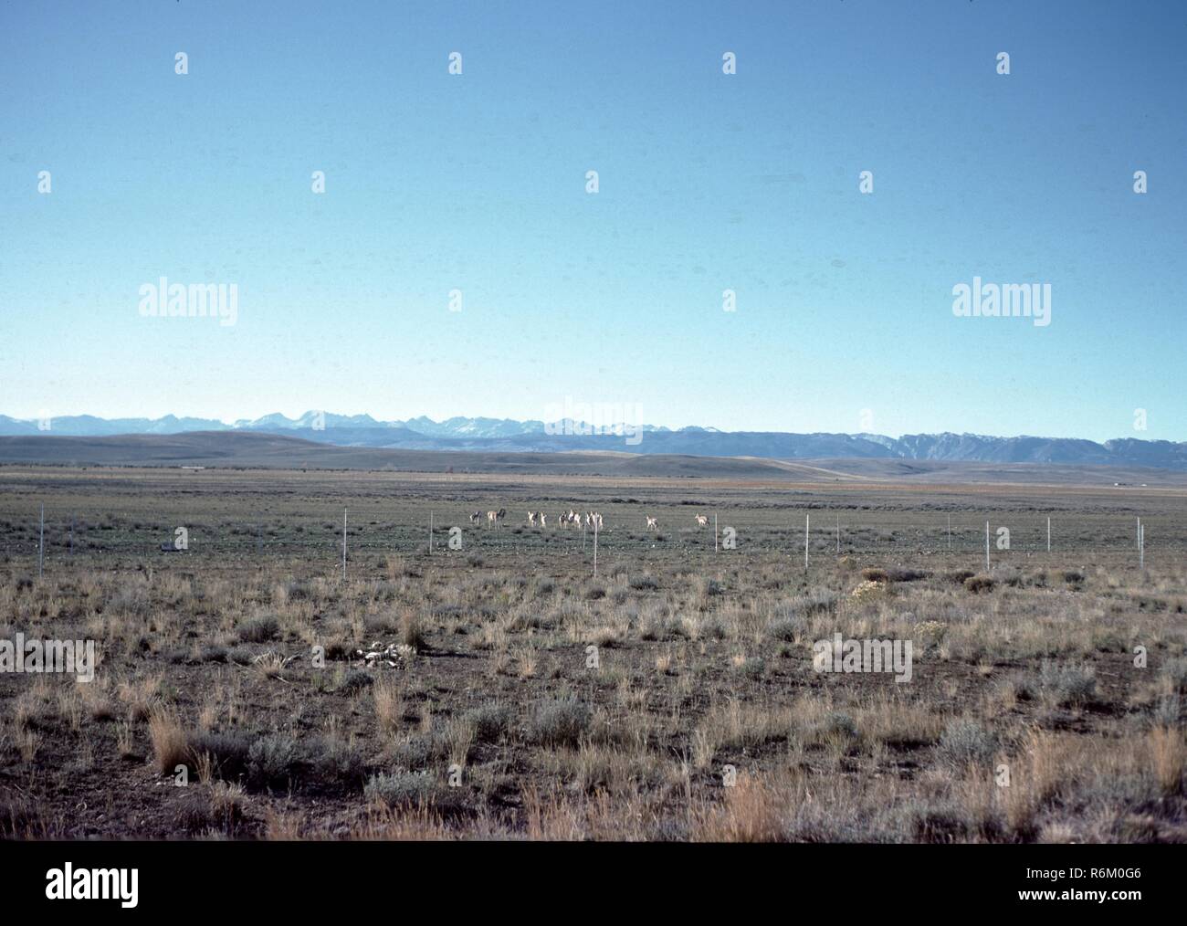 I marcatori di grave al Little Bighorn Battlefield National Monument in Montana, 1965. () Foto Stock