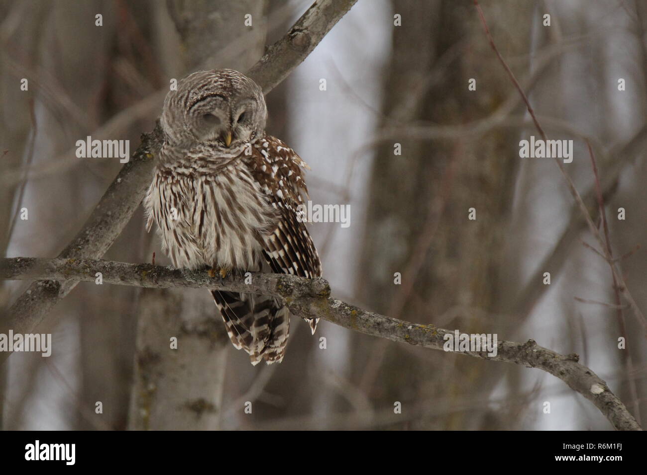 Il gufo nella foresta / Chouette rieuse en foret Foto Stock