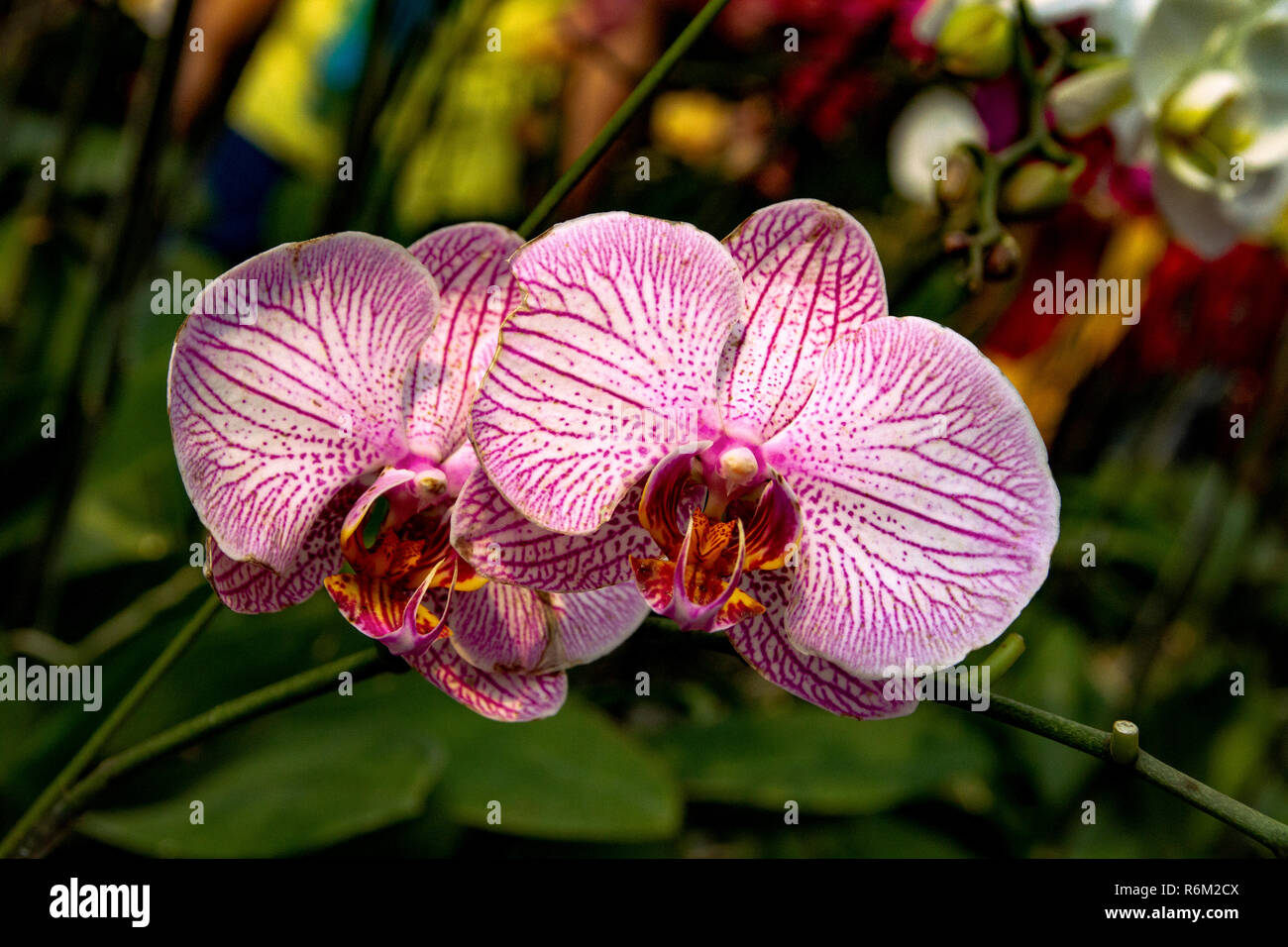 Fiori di orchidea close-up - Foto Foto Stock