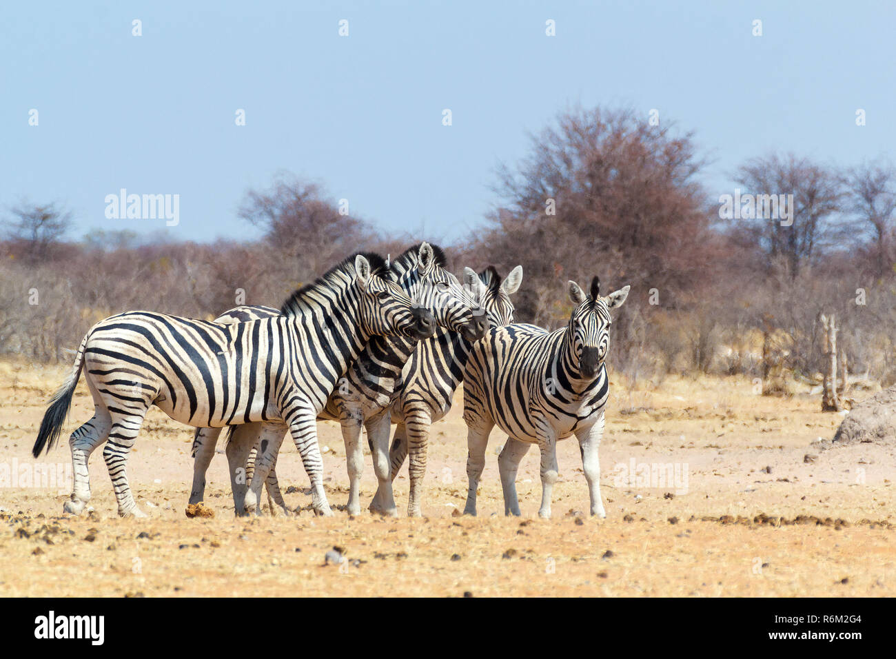 Famiglia Zebra nel bush africano Foto Stock