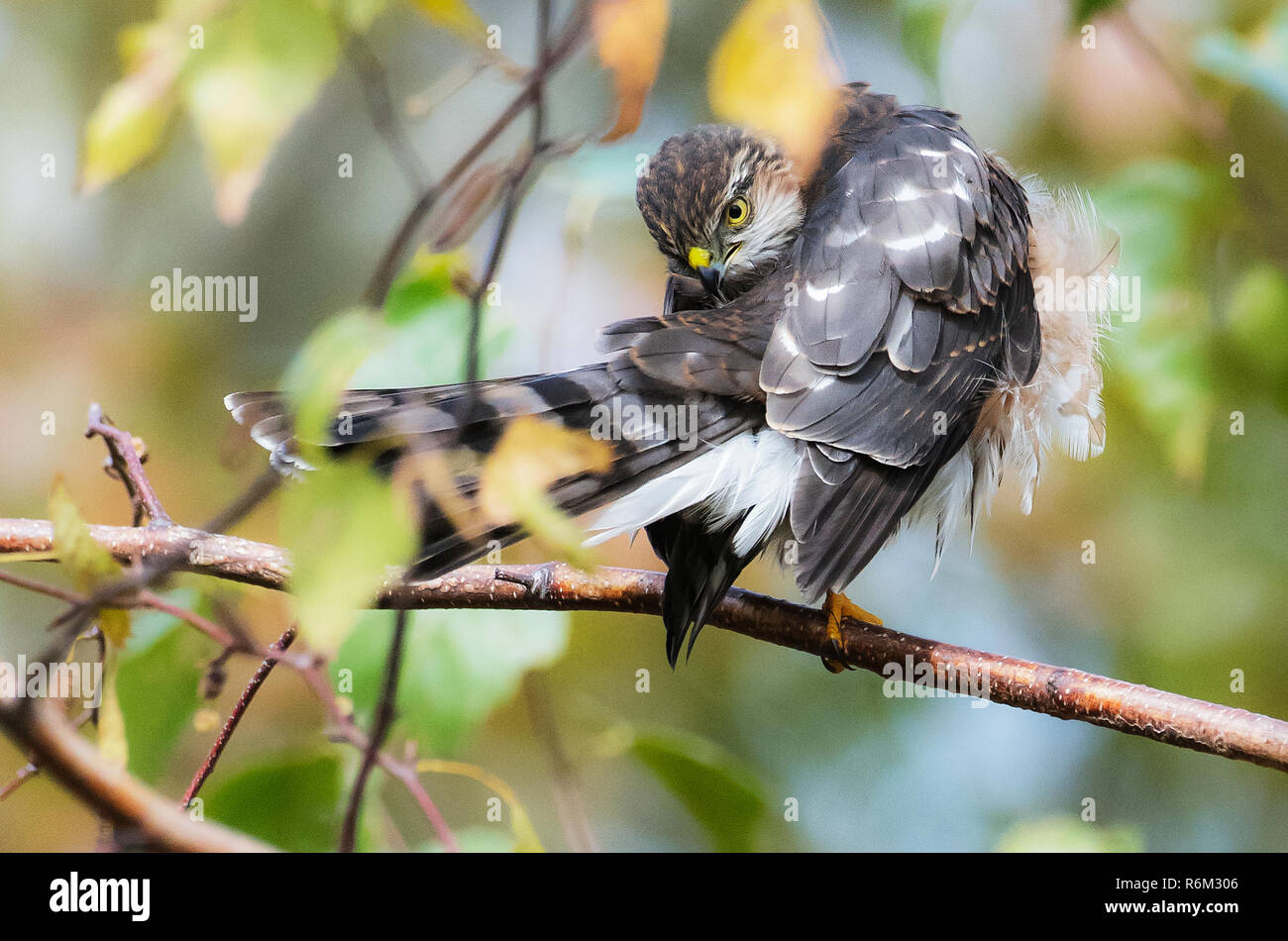 Preening sharp-shinned hawk nel fogliame di autunno Foto Stock