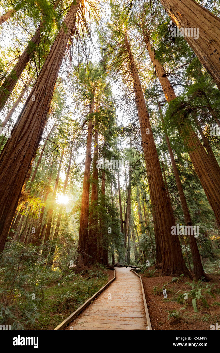 Sentiero attraverso redwoods nel Muir Woods National Monument vicino a San Francisco, California, Stati Uniti d'America Foto Stock