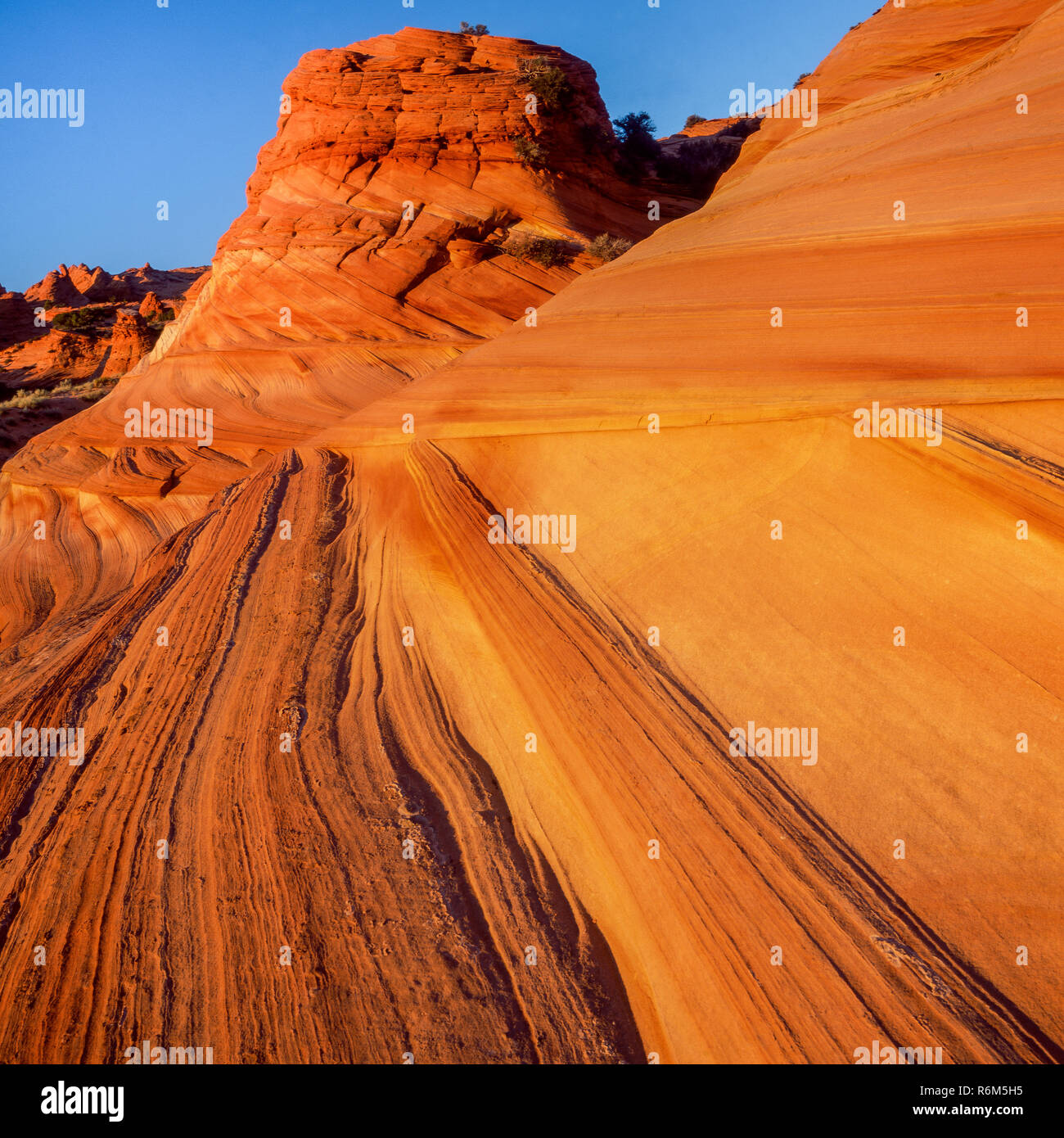 Cross-Bedded arenaria Navajo, Coyote Buttes, Vermiglio scogliere monumento nazionale, Colorado Plateau, Arizona Foto Stock