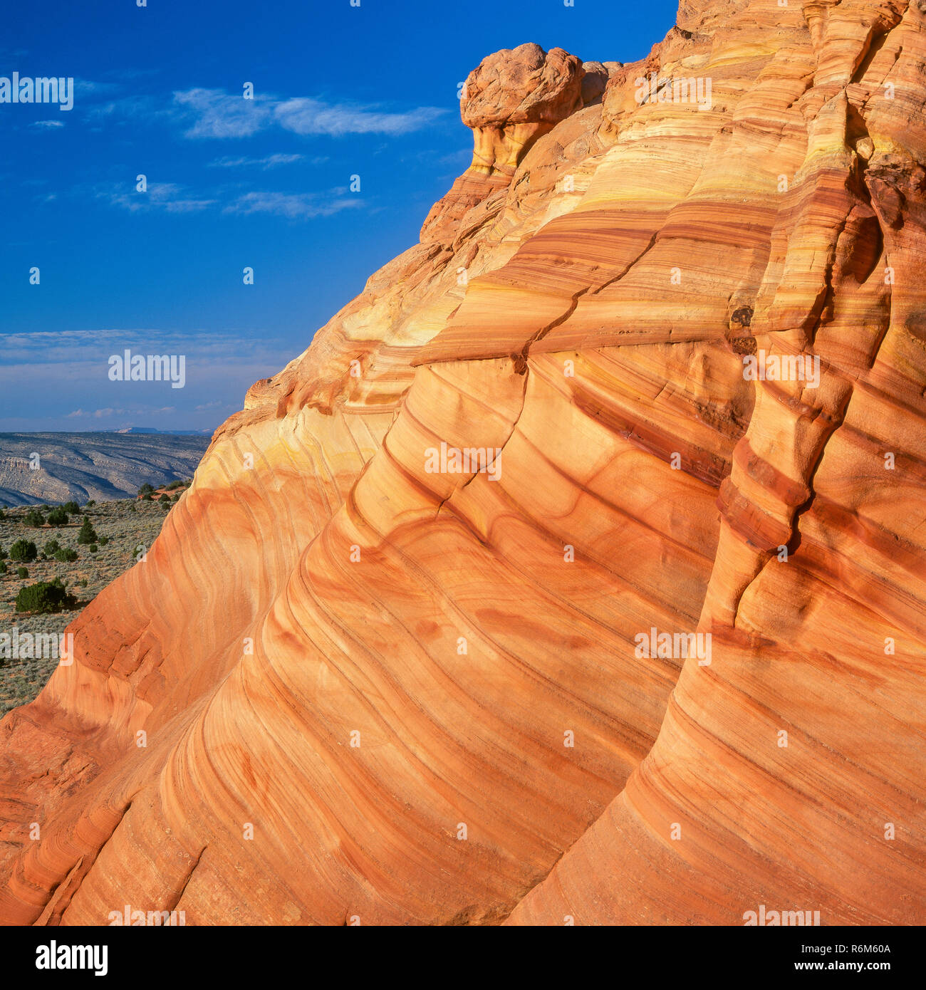 Cross-bedded arenaria Navajo, Coyote Buttes, Vermiglio scogliere monumento nazionale, Colorado Plateau, Arizona Foto Stock
