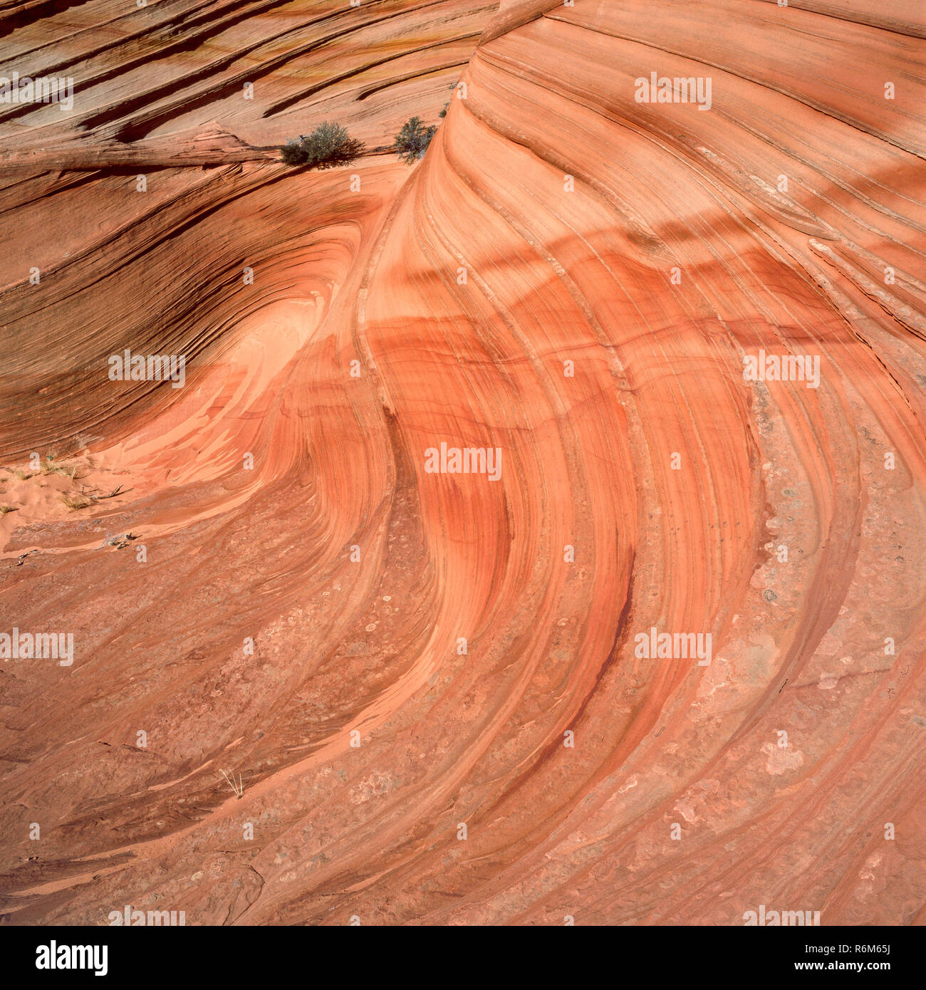 Cross-Bedded arenaria Navajo, Coyote Buttes, Vermiglio scogliere monumento nazionale, Colorado Plateau, Arizona Foto Stock