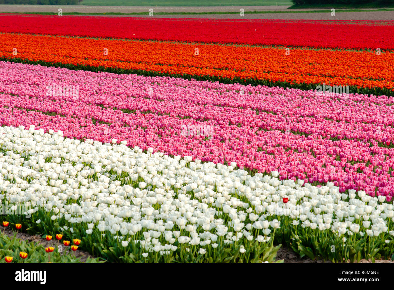 Walkiing percorso attraverso un campo di tulipani colorati in una giornata di sole a primavera nei Paesi Bassi, Holland nei polder olandesi Foto Stock