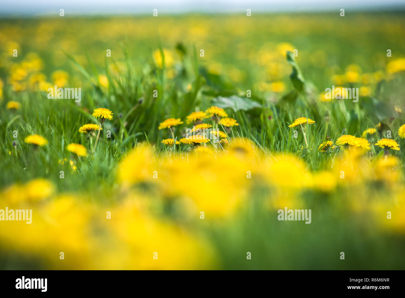 Vasto campo con un sacco di giallo fioritura di tarassaco nell'erba verde. Quantità infinita di primavera bloomers in un prato durante la primavera Foto Stock