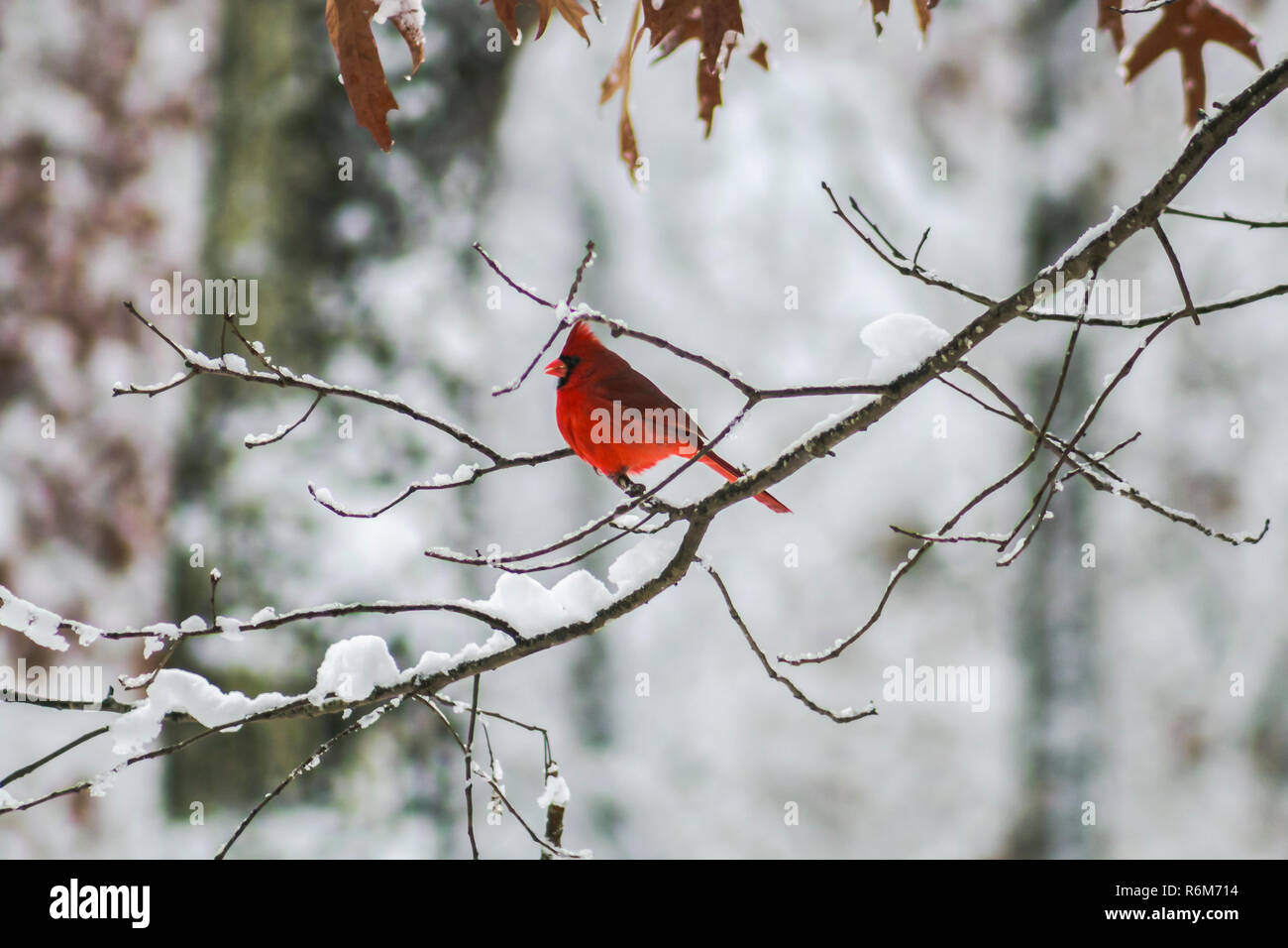 Il cardinale nella neve Foto Stock