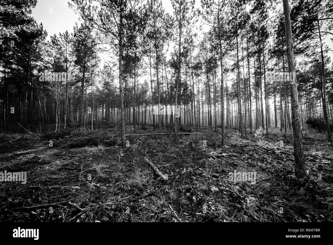 Giovane foresta di pini. Giorno freddo senza neve. In bianco e nero. Foto Stock